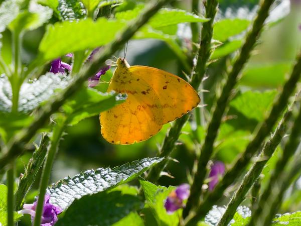 <h3><a href="/trips/costa-rica/biota/animalia/arthropoda/insecta/022 lepidoptera/012 pieridae coliadinae/phoebis sennae/phoebis sennae-nl.html">Phoebis&nbsp;sennae</a> / Cloudless&nbsp;sulphur / </h3>OM-1 Mark II met OLYMPUS M.150-400mm F4.5, 1/2000 sec  bij F4.5, ISO 800, afstand 6.01&nbsp;m
